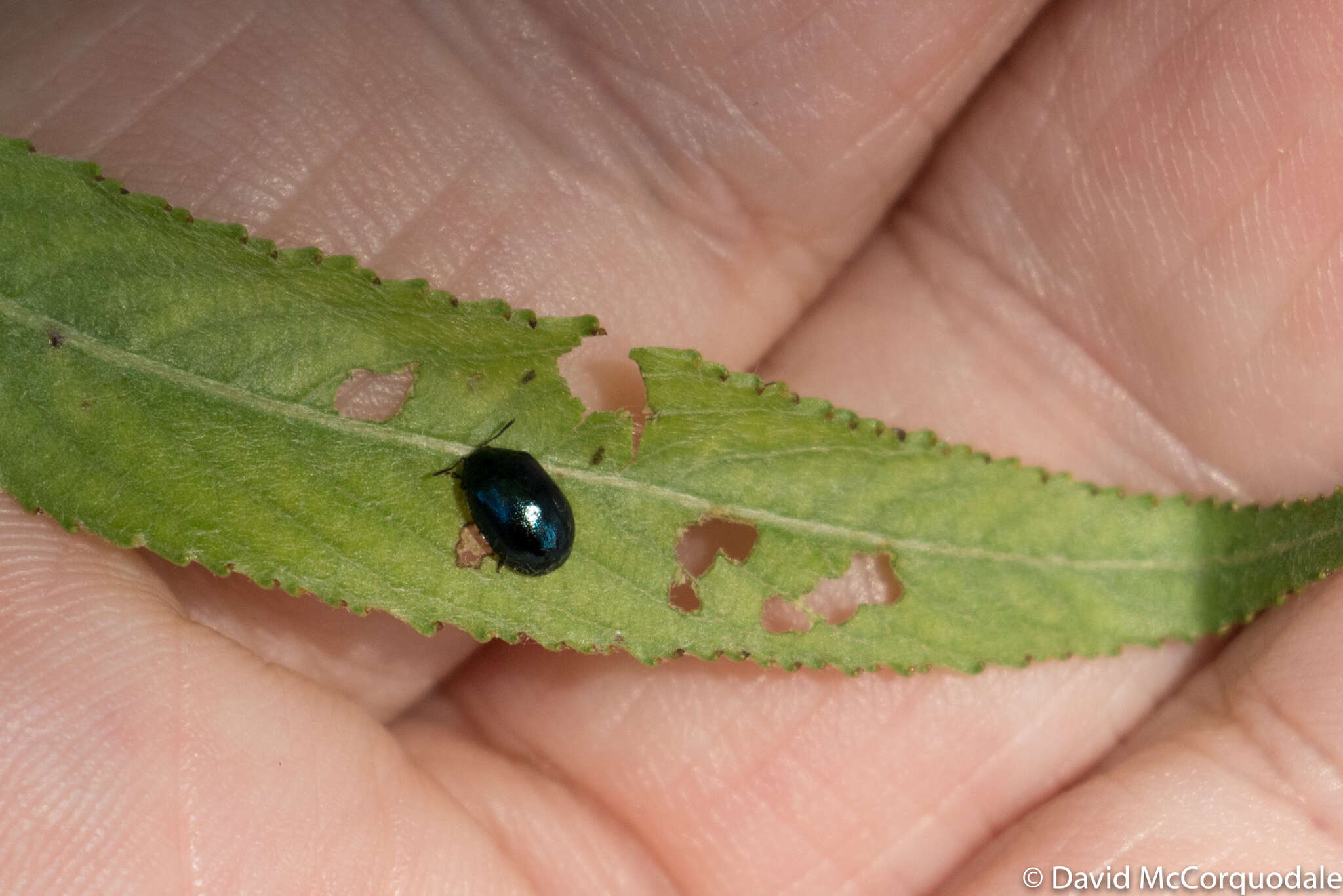 Image of willow leaf beetle