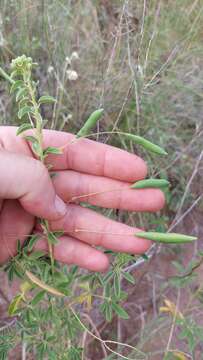 Tarenaya tucumanensis (Iltis) Arana & Oggero的圖片