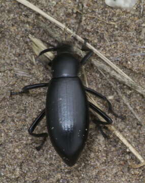 Imagem de Eleodes (Xysta) longicollis Le Conte 1851