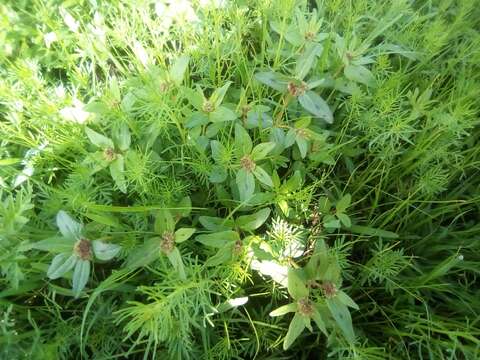 Euphorbia nocens (L. C. Wheeler) V. W. Steinm. resmi