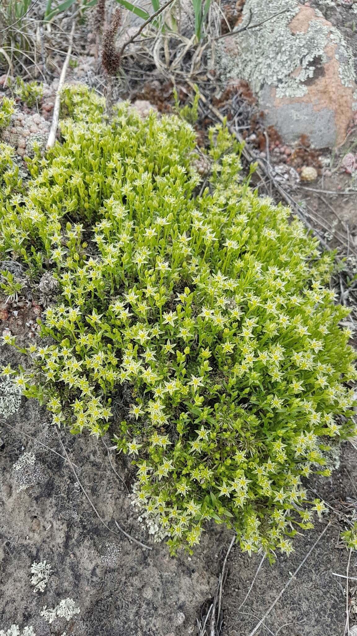 Слика од Adenonema cherleriae (Fisch. ex Ser.) M. T. Sharples & E. A. Tripp