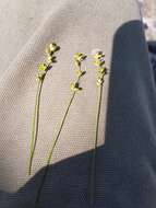 Image of softleaf sedge