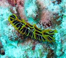 Image of Orange ridge black slug