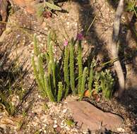 Imagem de Lachnospermum umbellatum (L. fil.) Pillans