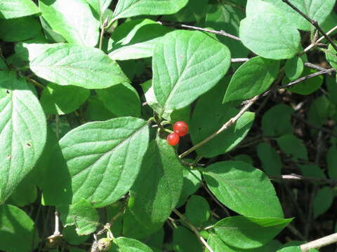 Image of honeysuckle