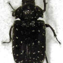 Слика од Mitophyllus macrocerus (Broun 1886)