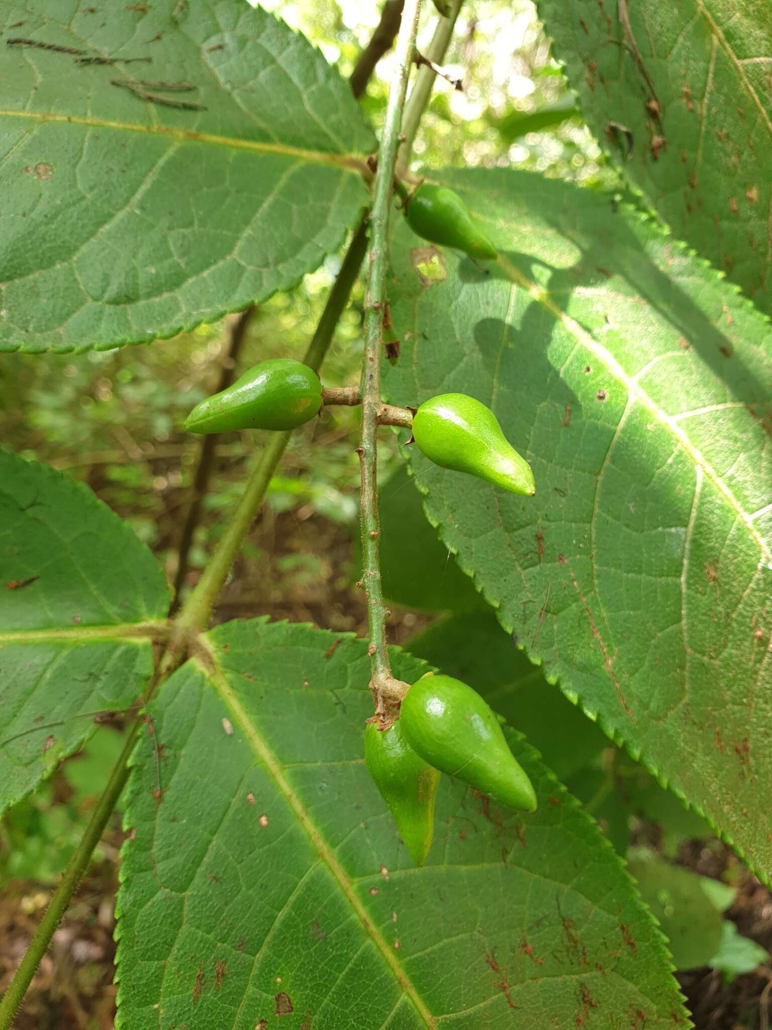 Sivun Commiphora grandifolia Engl. kuva