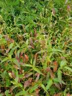 Image de Persicaria punctata (Ell.) Small