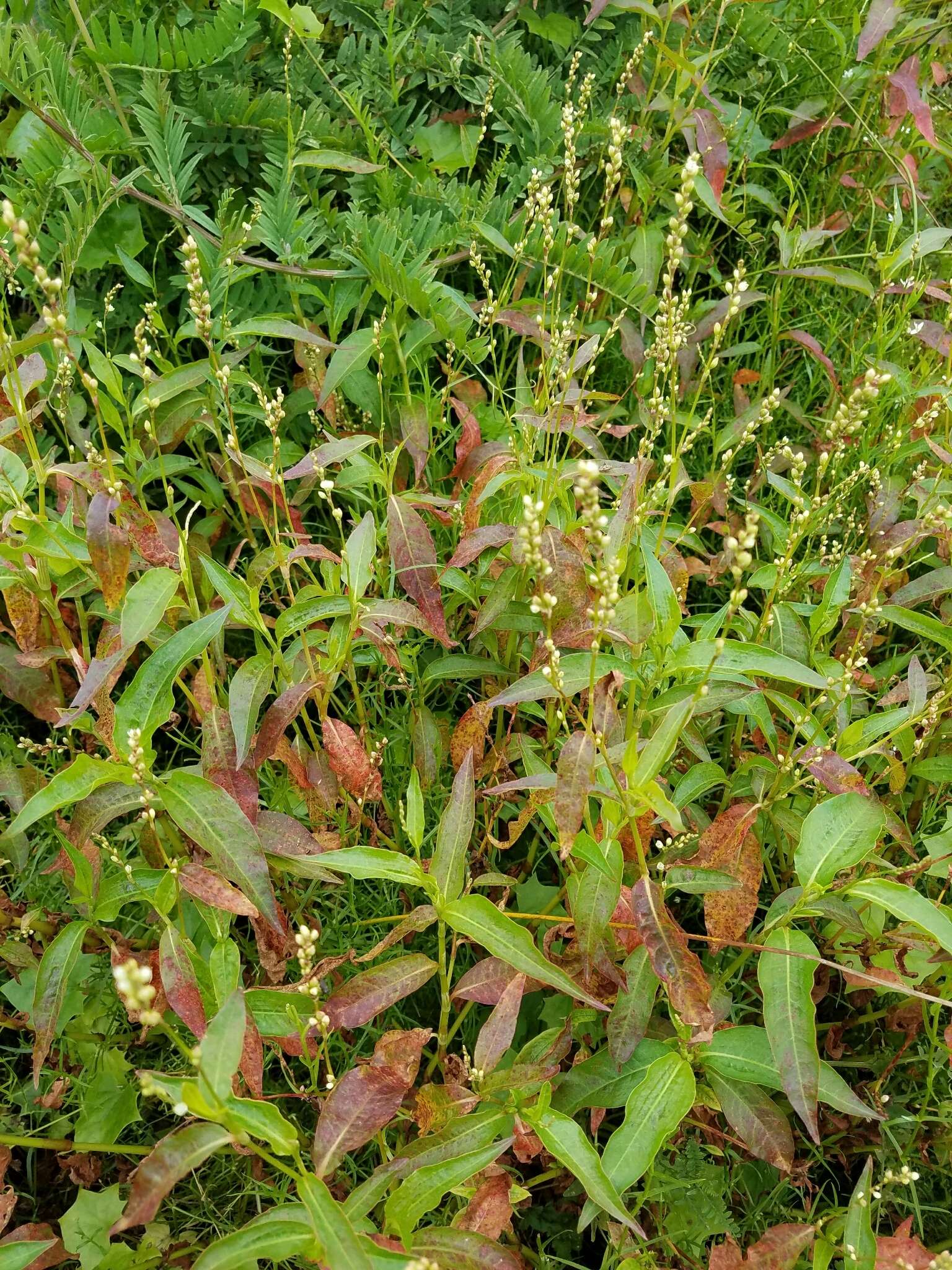 Image de Persicaria punctata (Ell.) Small