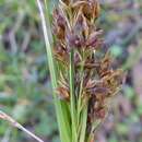 Image of Fragrant Beak Sedge