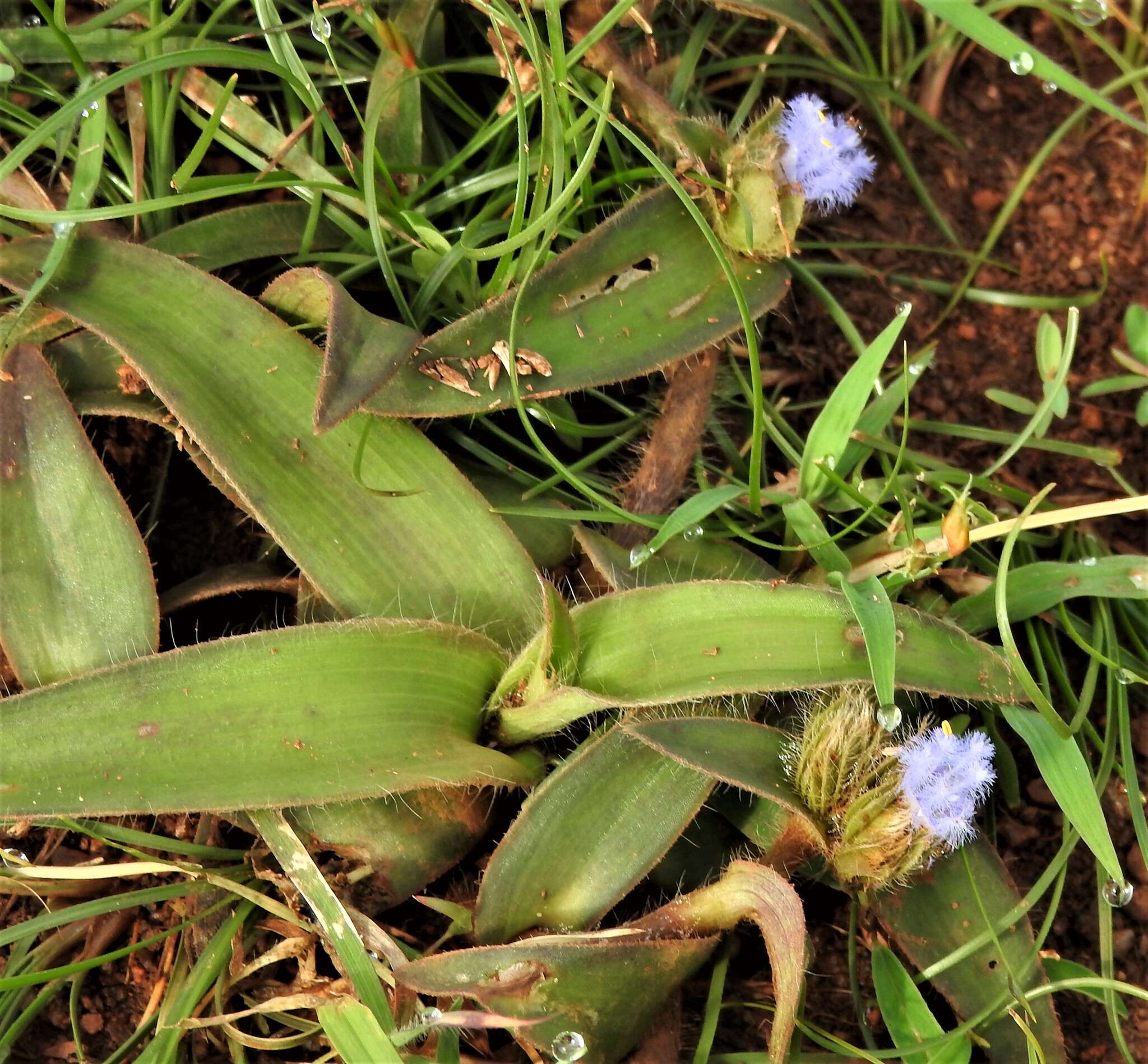 Cyanotis tuberosa (Roxb.) Schult. & Schult. fil.的圖片