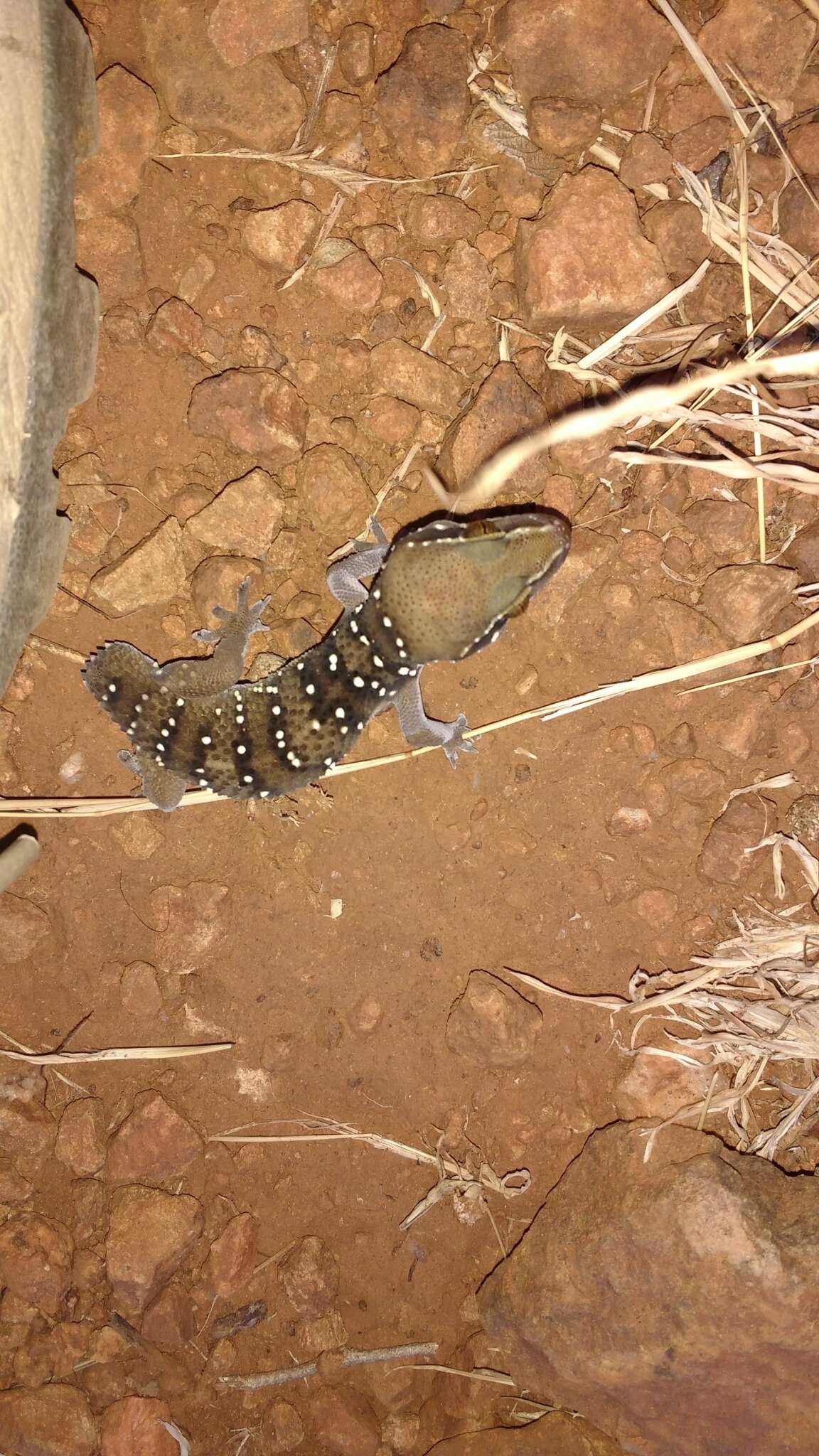 Слика од Hemidactylus triedrus (Daudin 1802)