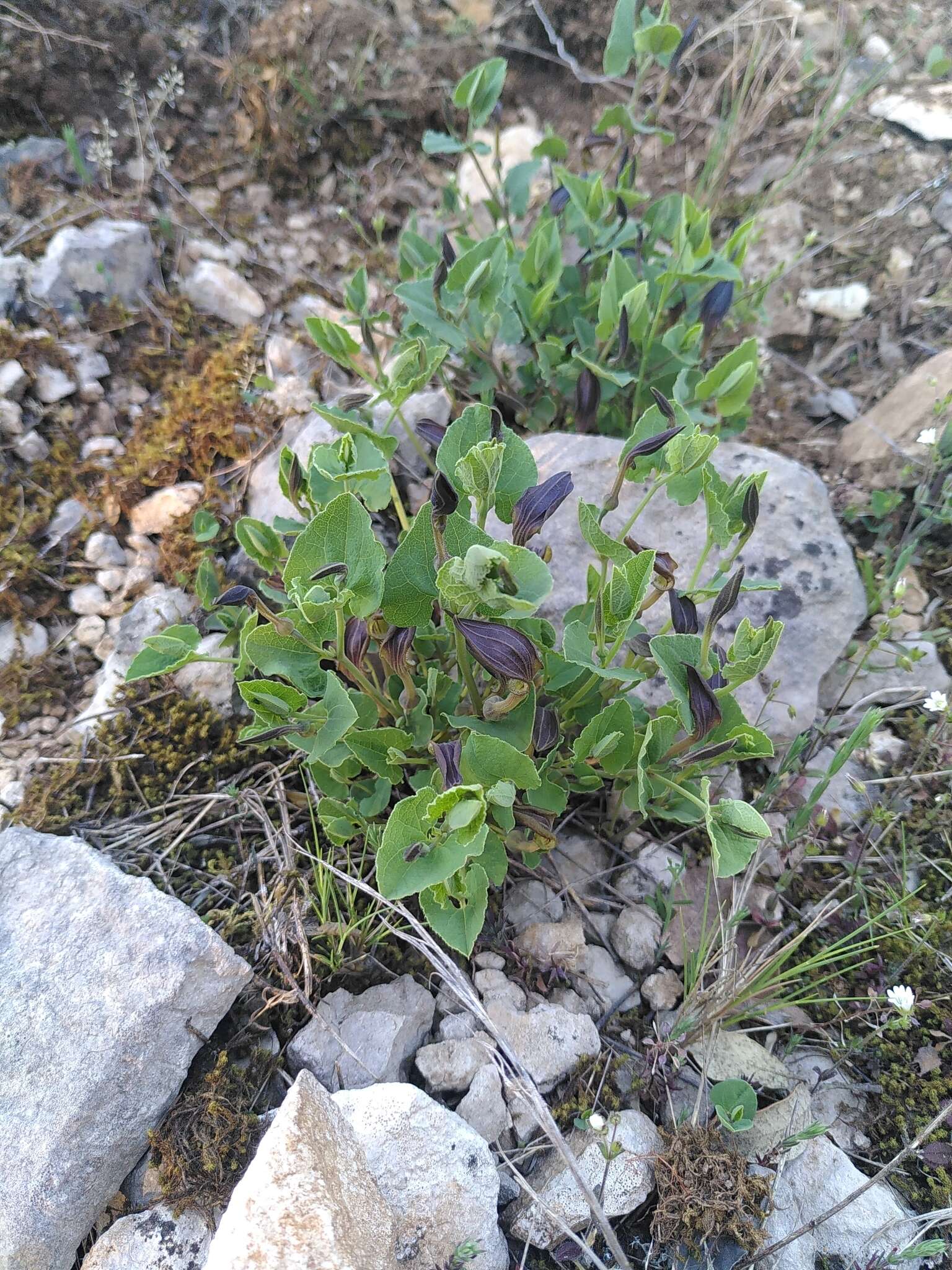 Image of Spanish Birthwort