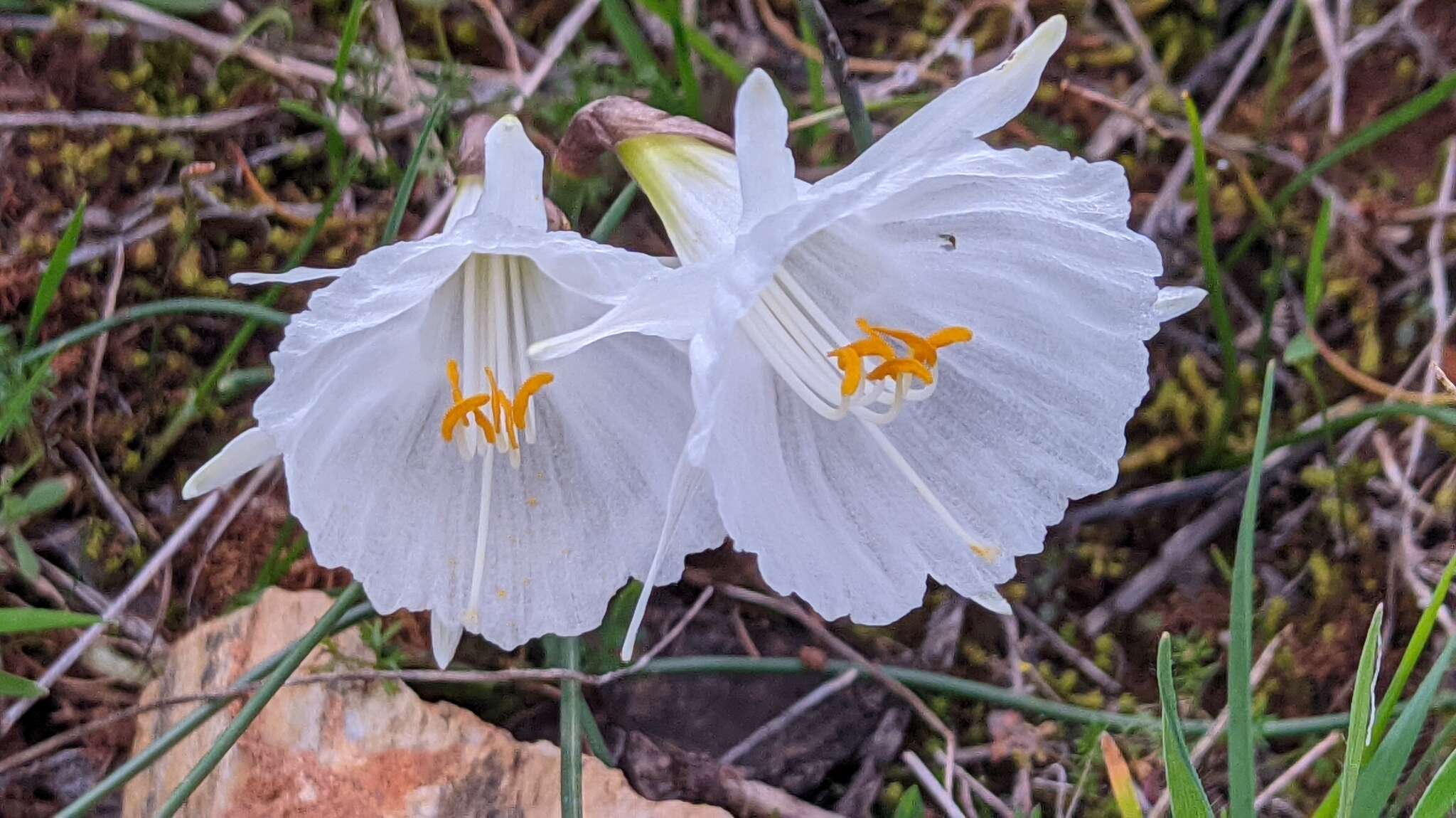 Image de Narcissus cantabricus DC.