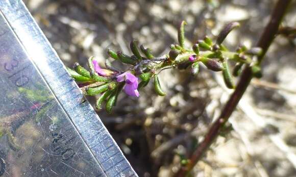 Image of Muraltia dumosa (Poir.) DC.