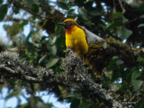 Image of Usambara Weaver