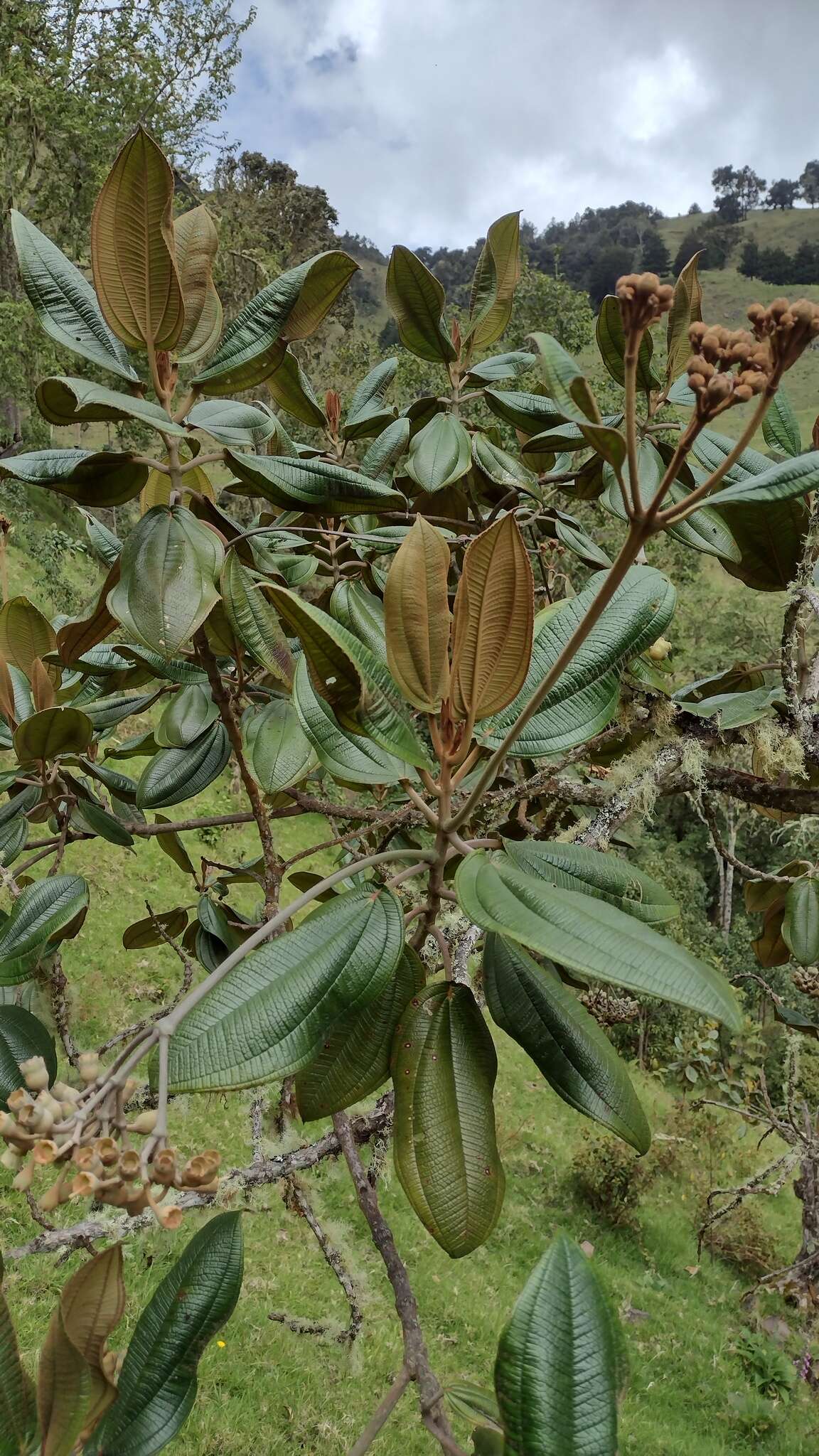 Image of Chalybea corymbifera Naud.