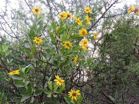 Image of Flourensia thurifera (Molina) DC.