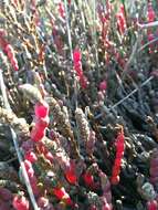 Image of Salicornia blackiana Ulbr.