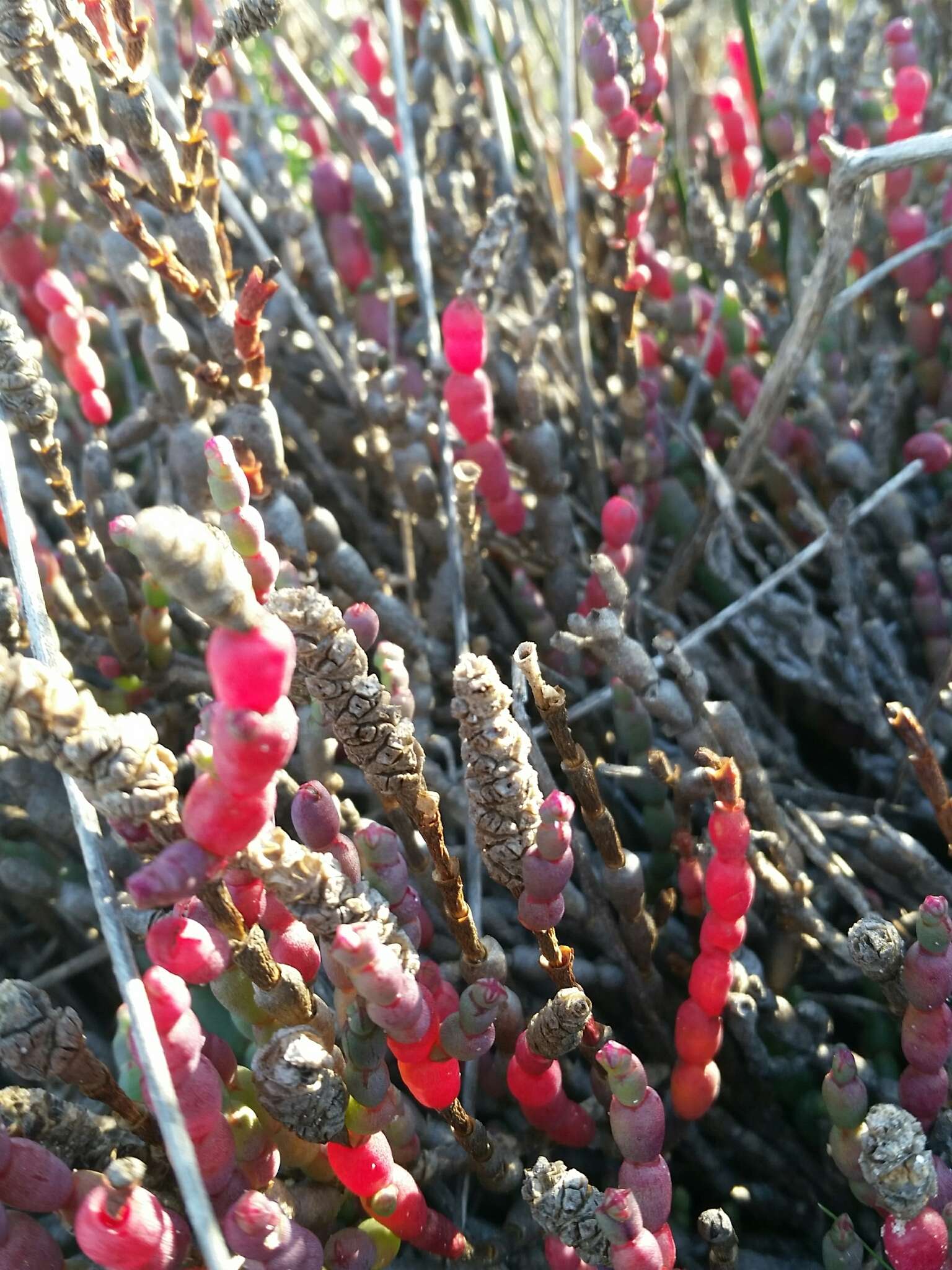 Image of Salicornia blackiana Ulbr.