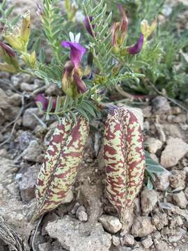 Image of Egg Milkvetch