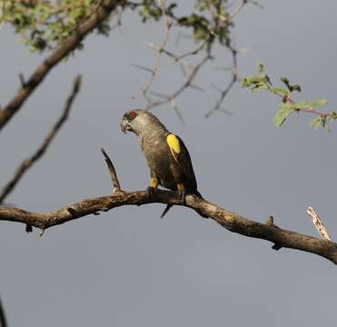 Image of Rüppell's Parrot