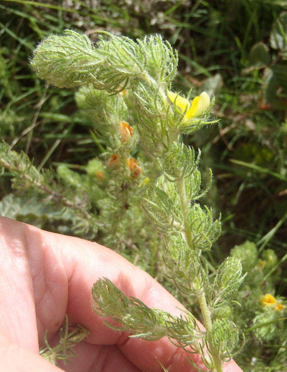 Image of Aspalathus asparagoides subsp. asparagoides