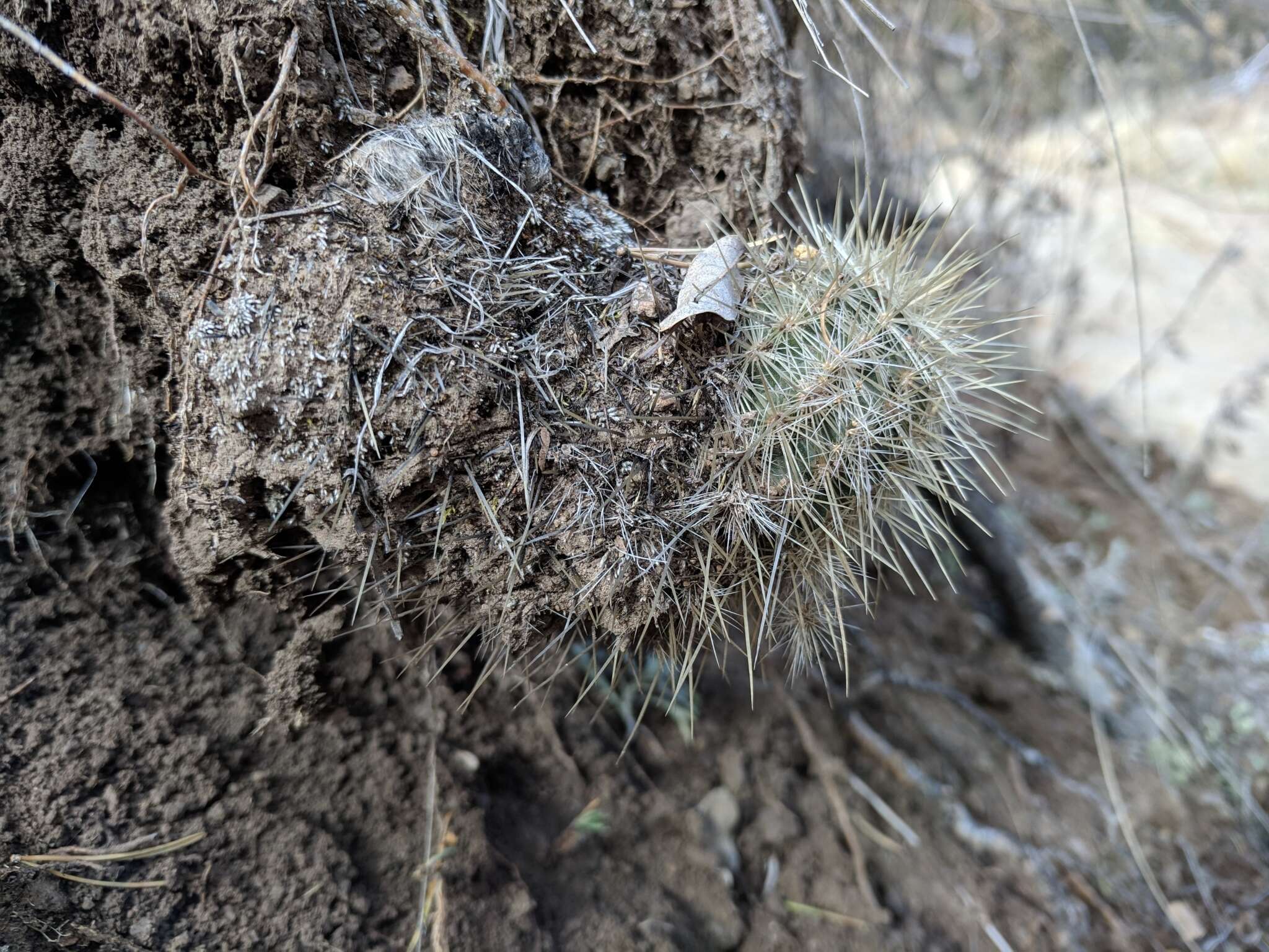 Image of Echinocereus russanthus subsp. weedinii Leuck ex W. Blum & Mich. Lange