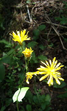 Image of marsh hawk's-beard