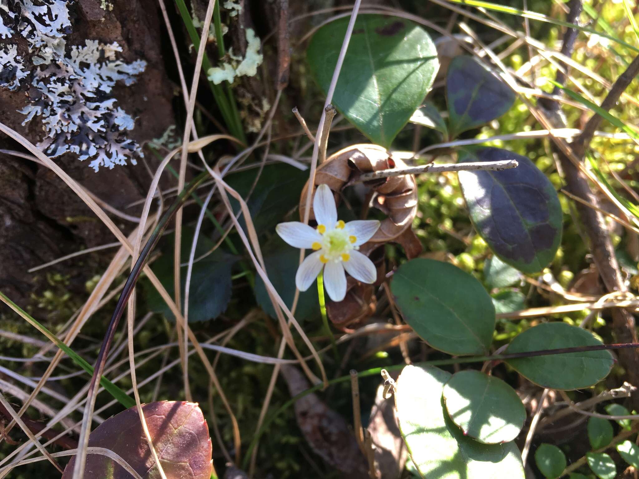 Image of Coptis trifolia subsp. trifolia