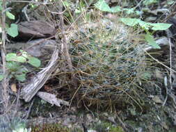 Image of Mammillaria crinita subsp. leucantha (Boed.) D. R. Hunt