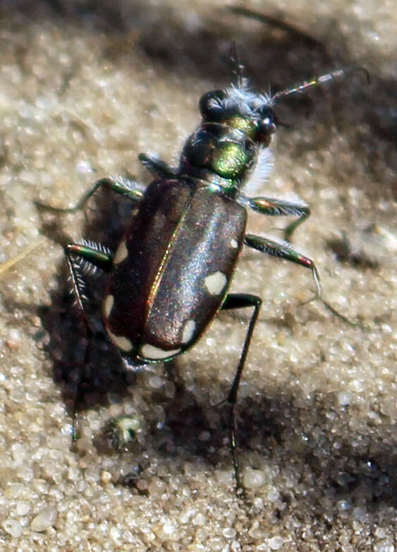 Image of Cicindela (Cicindela) scutellaris lecontei Haldeman 1853