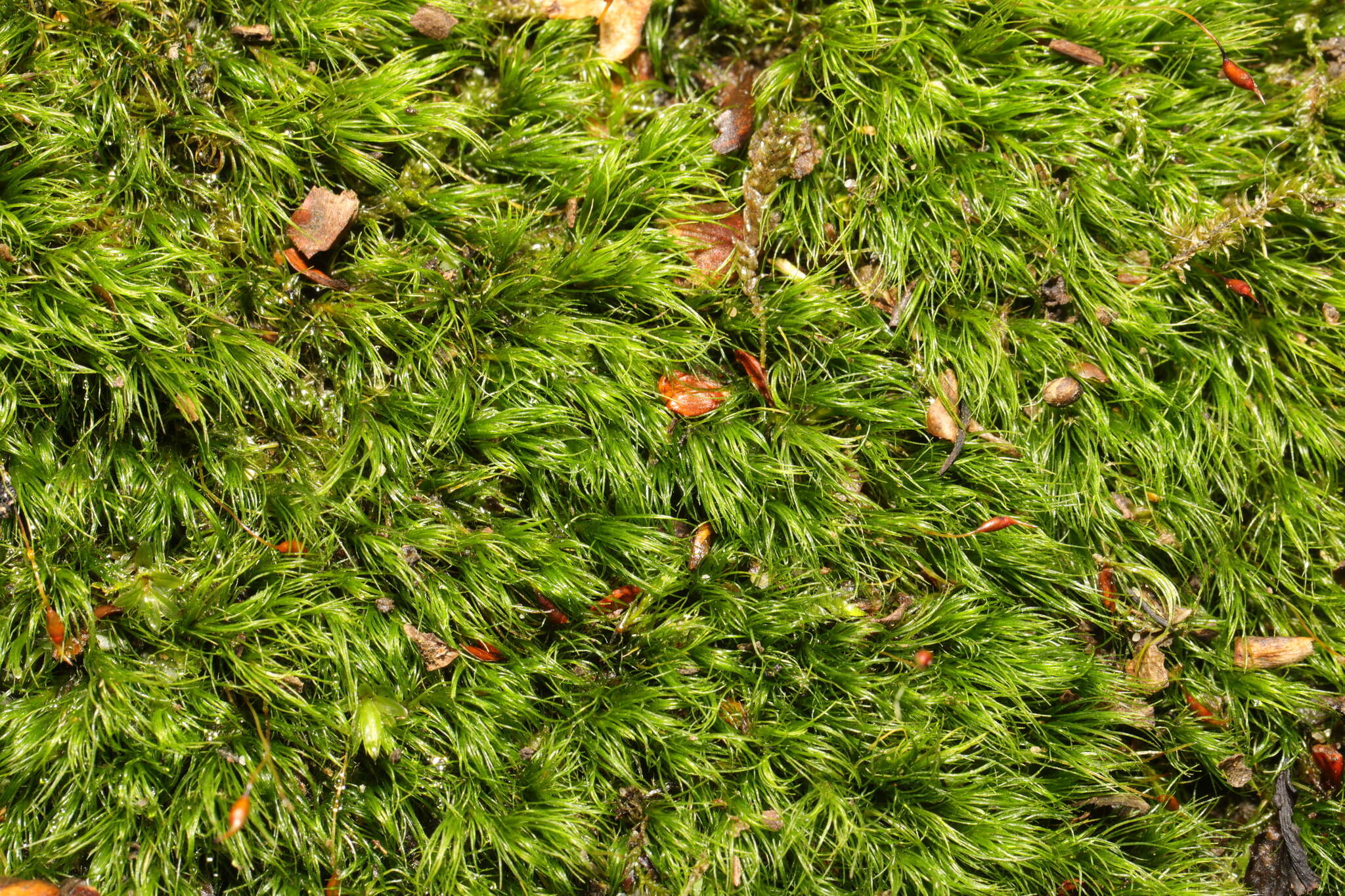 Image of Silky Forklet Moss