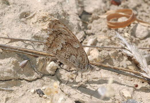 Image of Hyponephele huebneri Koçak 1980