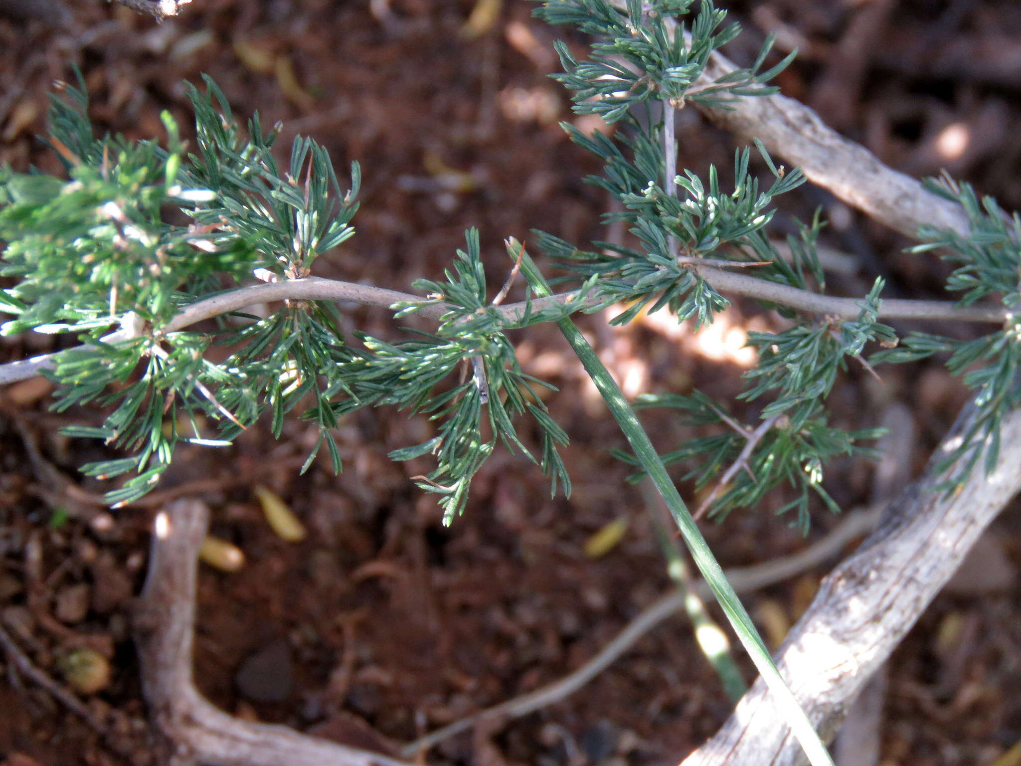 Image of Asparagus burchellii Baker