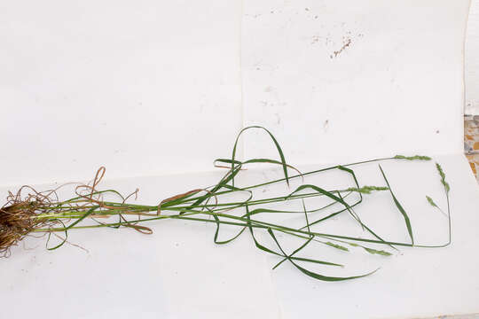 Image of Cocksfoot or Orchard Grass