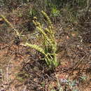 Imagem de Crassula capitella subsp. capitella