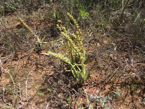 Image of Crassula capitella subsp. capitella