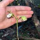 Image of hooded orchid