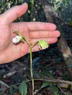 Image of hooded orchid