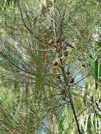 Image of Casuarina cunninghamiana subsp. cunninghamiana