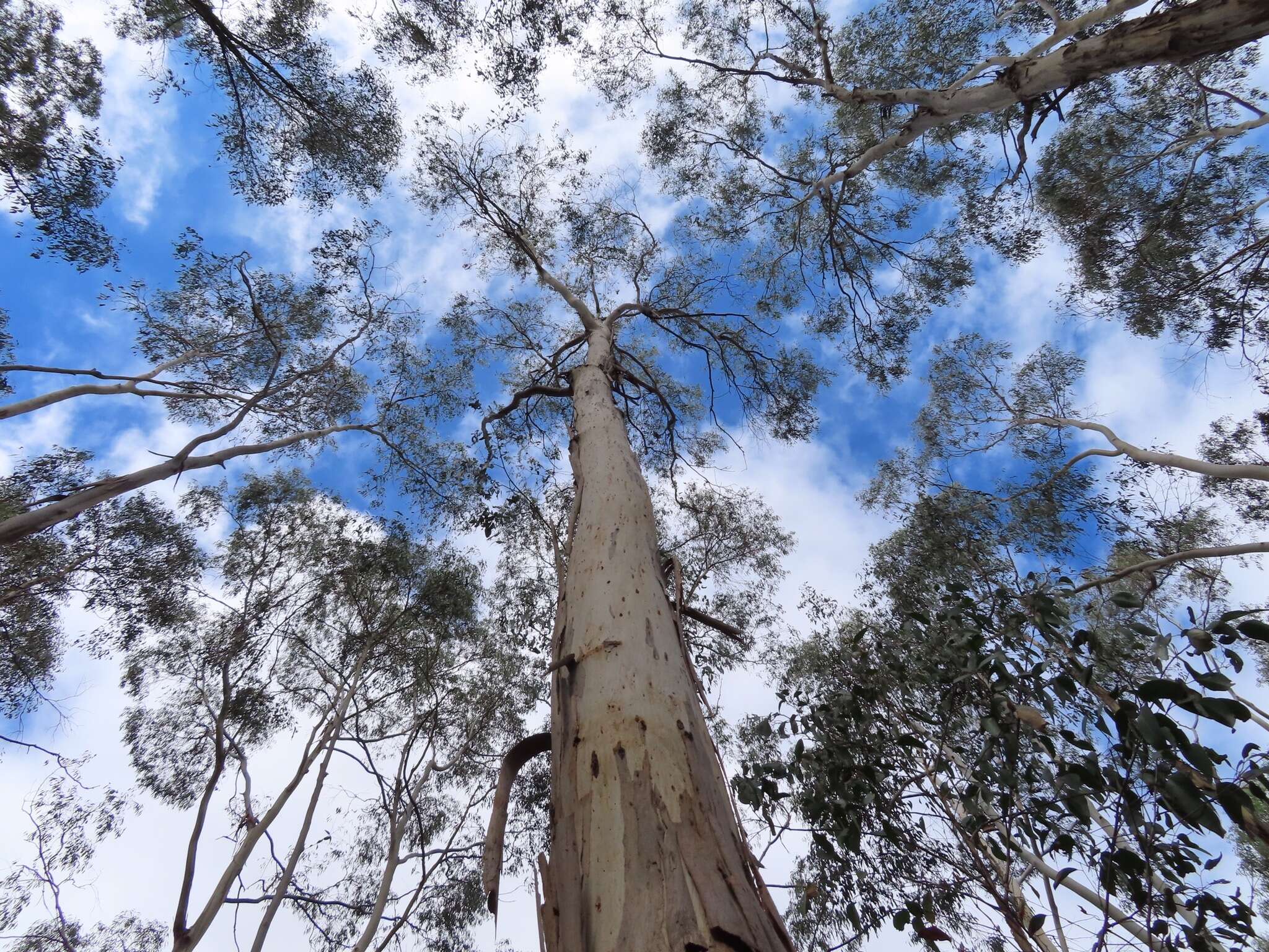 Image of White gum