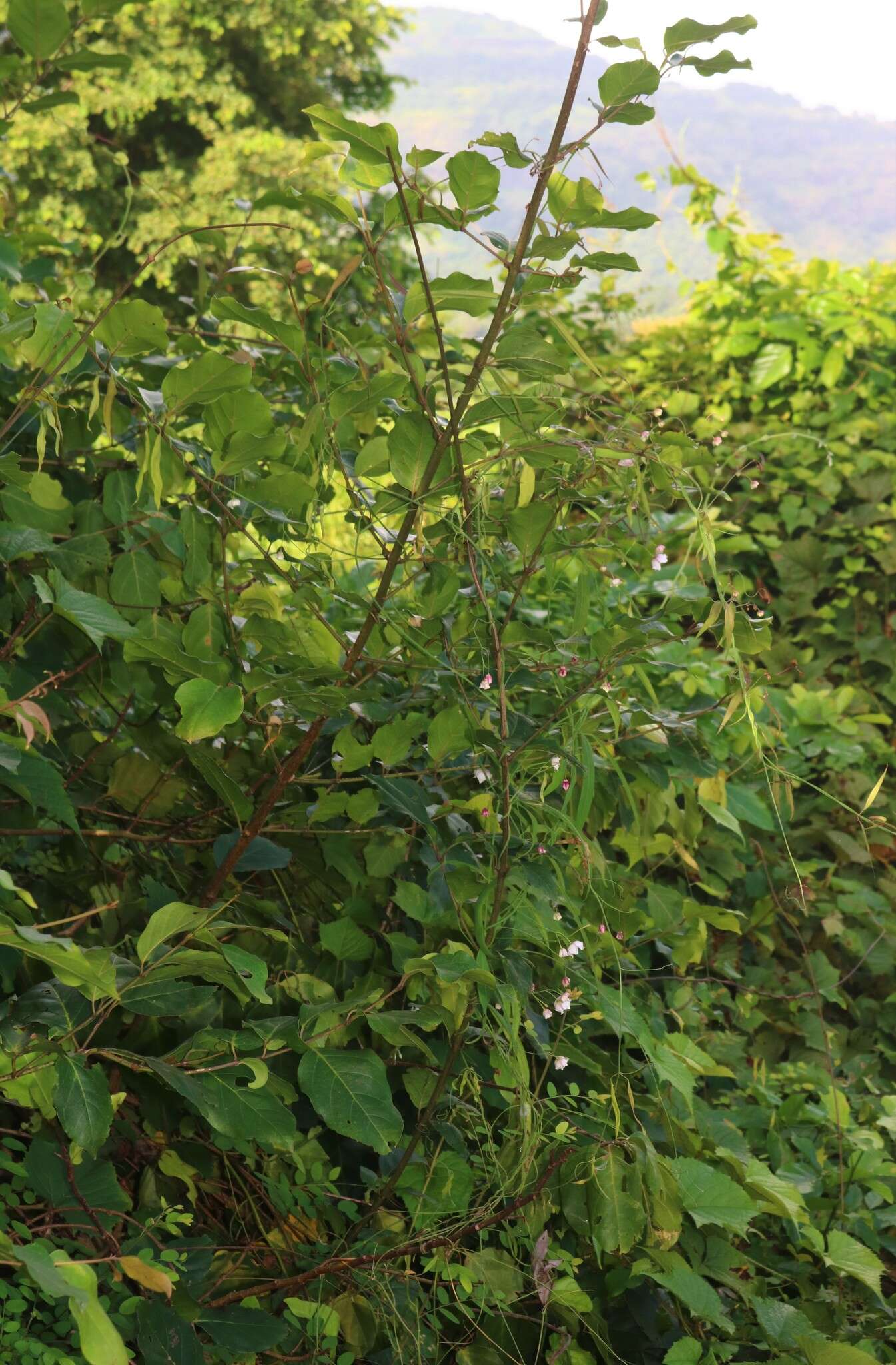 Image of Rosy Milkweed Vine