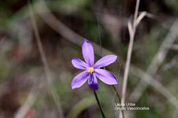 Image of southwestern pleatleaf