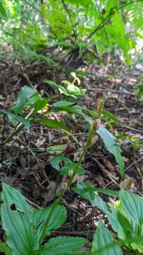 Image of Crepidium bancanoides (Ames) Szlach.