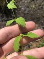 Image of Carolina Water-Horehound