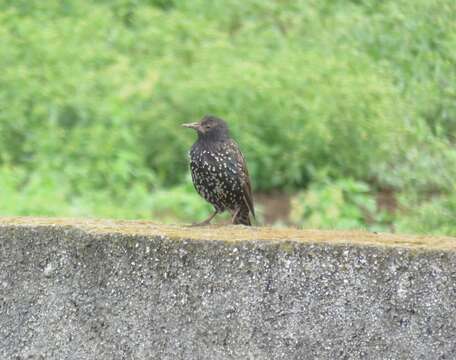 Image of Sturnus vulgaris granti Hartert 1903