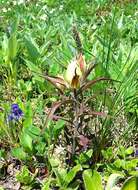 Image of Castilleja pallida subsp. pavlovii (Rebr.) A. & D. Löve