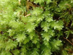 Image of plagiomnium moss