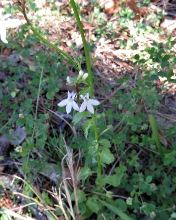 Image of pineland lobelia